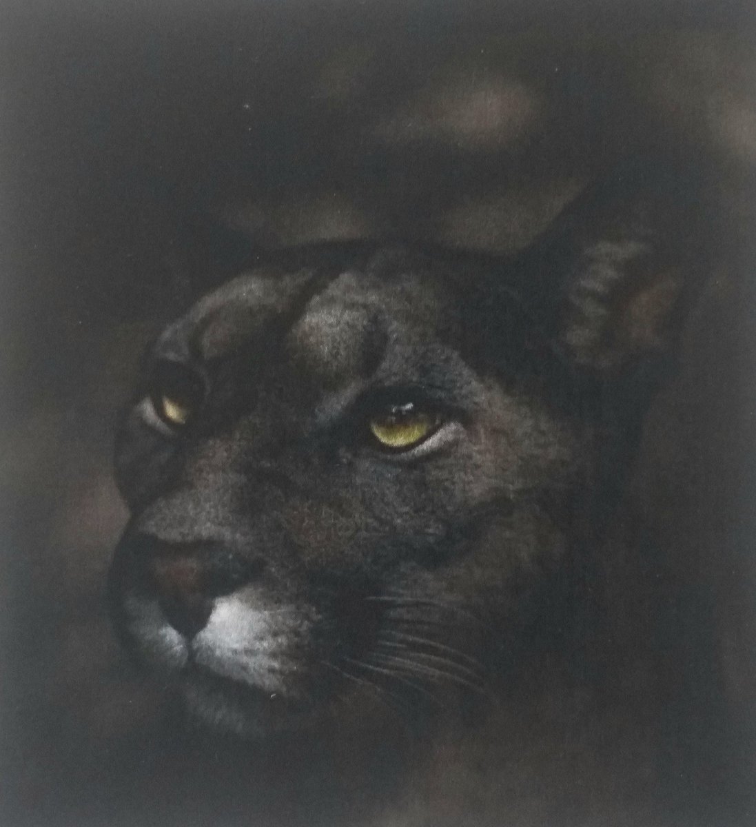 Invitación de <a href="/unab_online/">Universidad UNAB</a> Ambiental hoy jueves a las 4 pm por renata.zoom.us/j/8333467224 a la charla con fotógrafos NatGeo argentinos Luján Agusti y Sebastián López Brach, lo mismo que el mexicano Armando Vega. <a href="/Lujan_Agusti/">Lujan Agusti</a> <a href="/LyndaBula/">Lynda Bula</a> <a href="/javierferreiraj/">Javier Ferreira</a> <a href="/ferayqui/">Fer Ayerbe-Quiñones</a> <a href="/PipeZarruk/">Felipe Zarruk Diazgranados</a> <a href="/Piris/">Jorge Duarte</a>