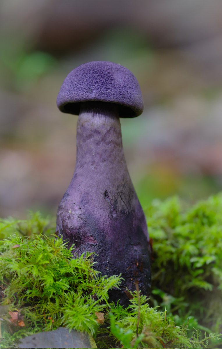 6NAM8's tweet photo. Cortinarius violacaeus (Violet webcap) 😊 Hampshire 06/10/22 @BritMycolSoc @BritishFungi #fungifriday https://t.co/fM6UCaL7By