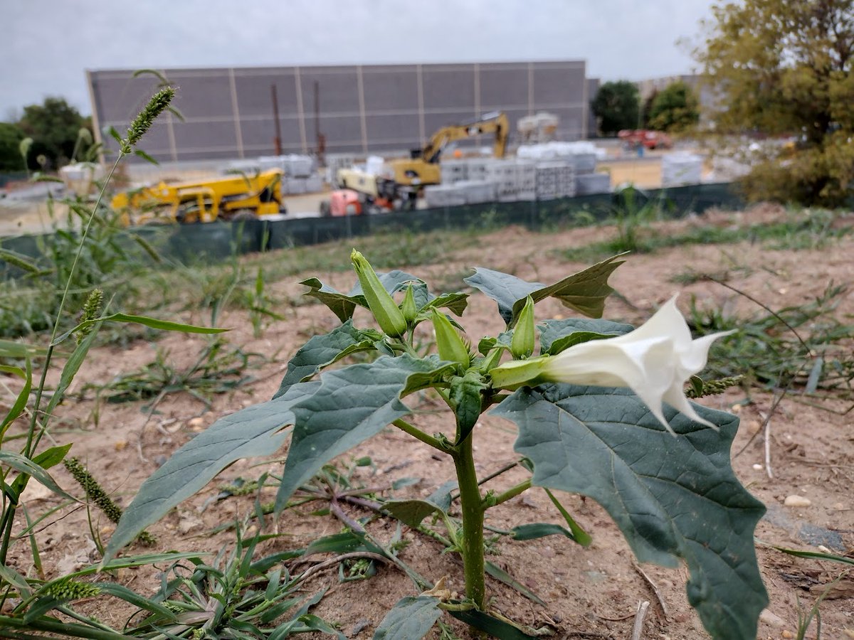recaplib's tweet photo. Building before the rains came... 🏗️🌧️🌼 https://t.co/y3G5nZASby