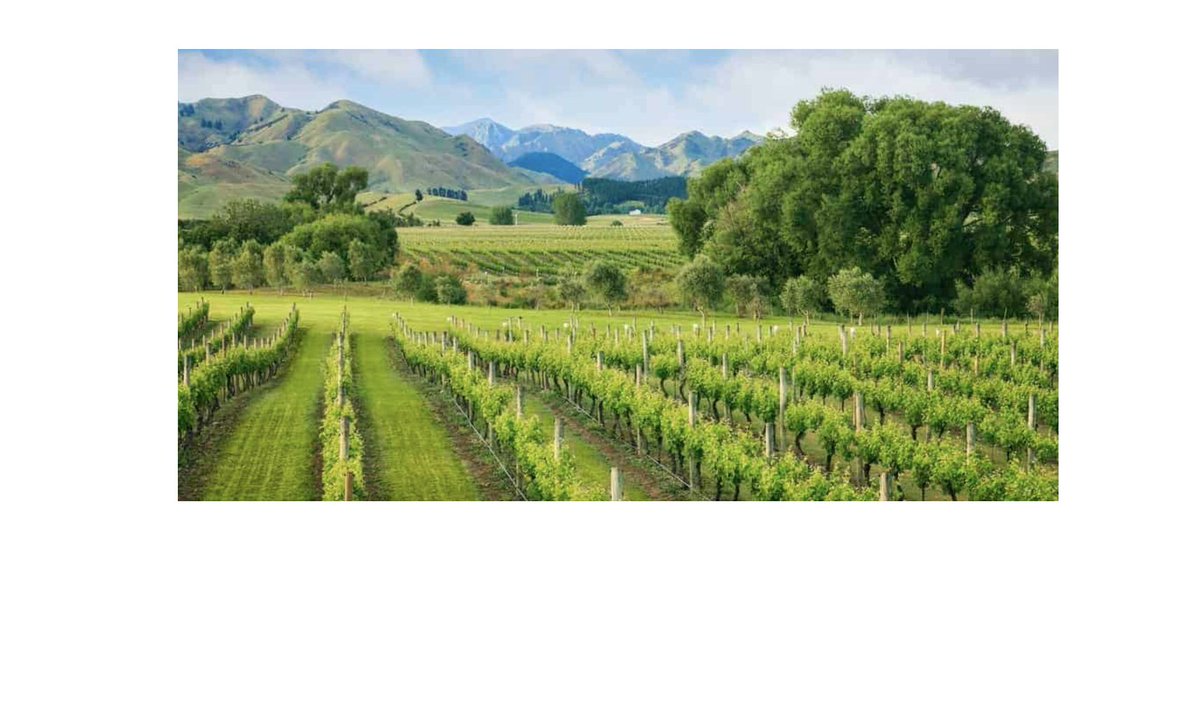 Marlborough Sauvignon Blanc for $7.49? Yes!!! bettyswinemusings.com/marlborough-sa…