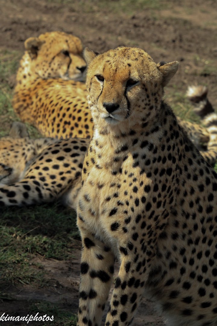 A family member doesn’t have to be always human #somethingtothinkbout #cheetah #wildlifephotography #safariphotography #maasaimaranationalreserve #naturesafari #explorekenya #tembeakenya #canonshot #canonphotography