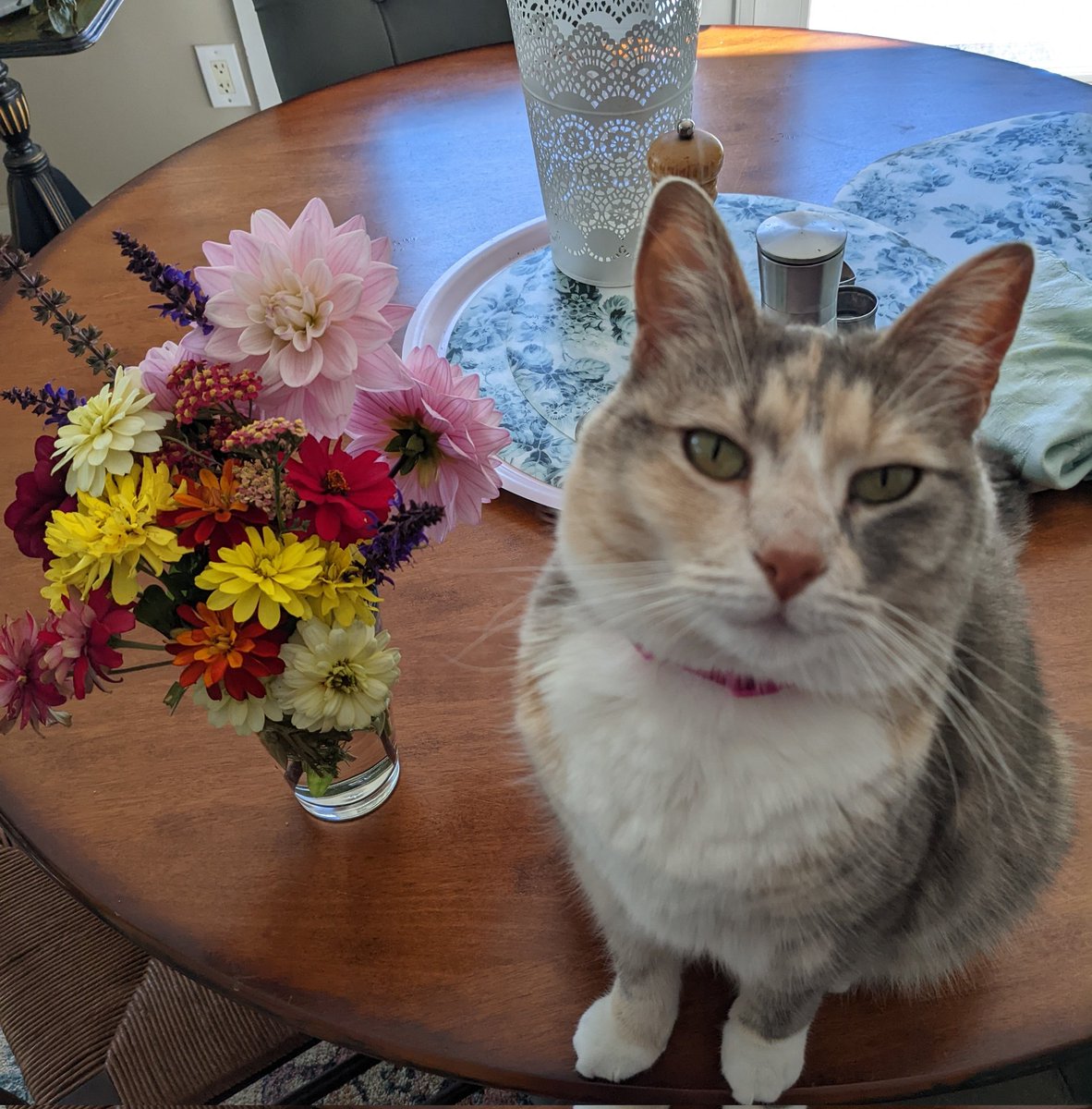 Cleo 🐱 and I send you love and garden flowers 💐💖 #WorldMentalHealthDay2022