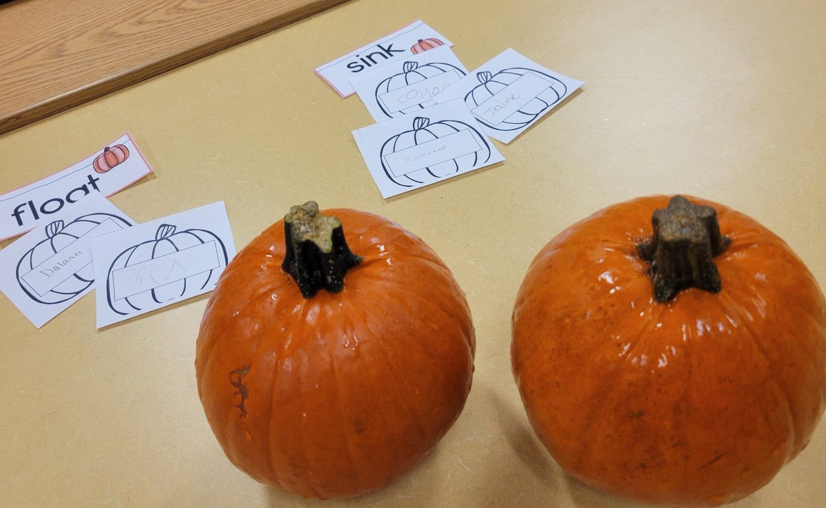 MrsTruska's tweet photo. We've been focusing on the science of pumpkins this week! Students are using their scientist skills to observe pumpkins, predict if they will sink or float, use our senses to touch pumpkin parts and make predictions about growing pumpkin seeds! https://t.co/4Oi0yZjD7v