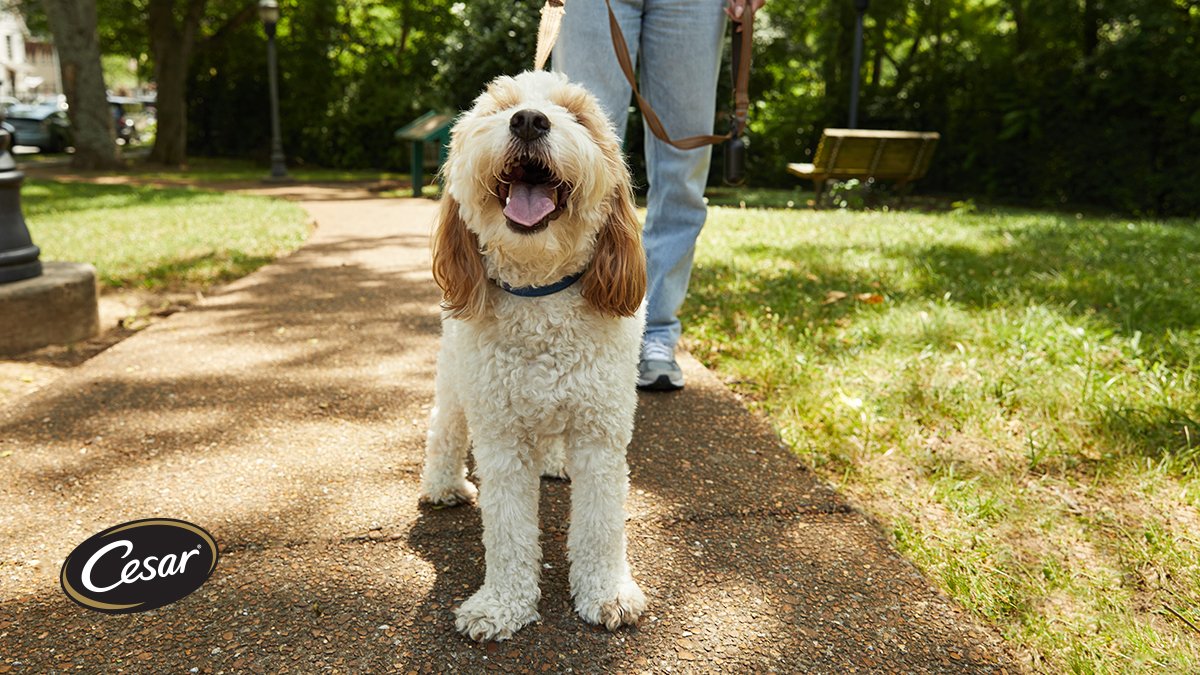 ALERT: It's #NationalWalkYourDogWeek! What are you waiting for? Grab that leash and let's get going! #walkyourdog #littlemomentsofjoy
