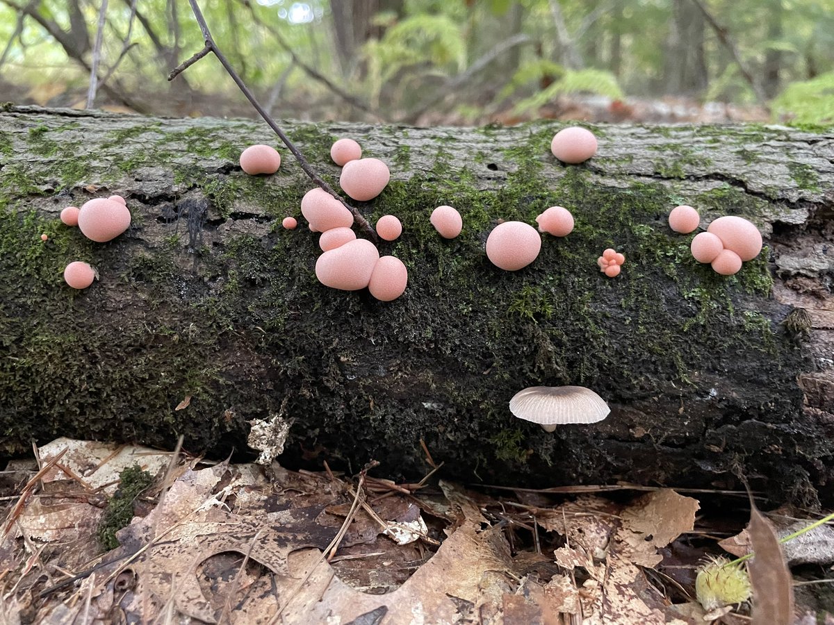 📢We are hiring technicians, postdocs, and/or senior scientists. If you are interested in living in the beautiful Pioneer Valley, working with emerging model systems, and microscopy, APPLY! Multiple positions available. careers.umass.edu/amherst/en-us/…