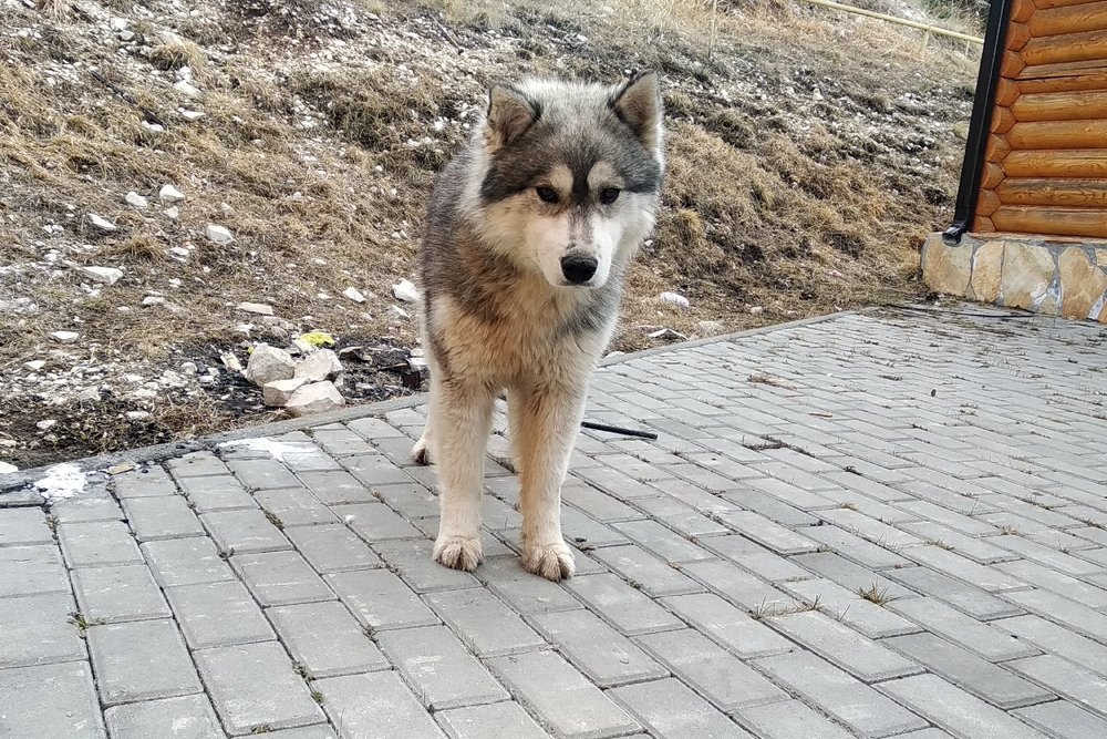 UfaTime's tweet photo. Физический контакт с собакой увеличивает активность в лобной доле мозга человека https://t.co/qPotsy6VN1 https://t.co/c7pvViutbp