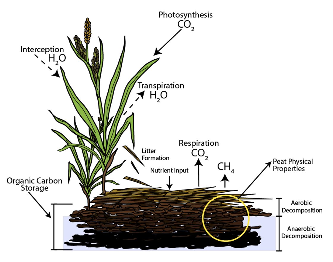 In need of a conceptual diagram, lab logo, or graphical abstract? Have a figure idea or old figures you need digitized? 

I’d love to help bring those ideas to life.  Reach out via DM to chat! 

Here’s a few examples of some previous work

#sciart #naturalscience #illustration