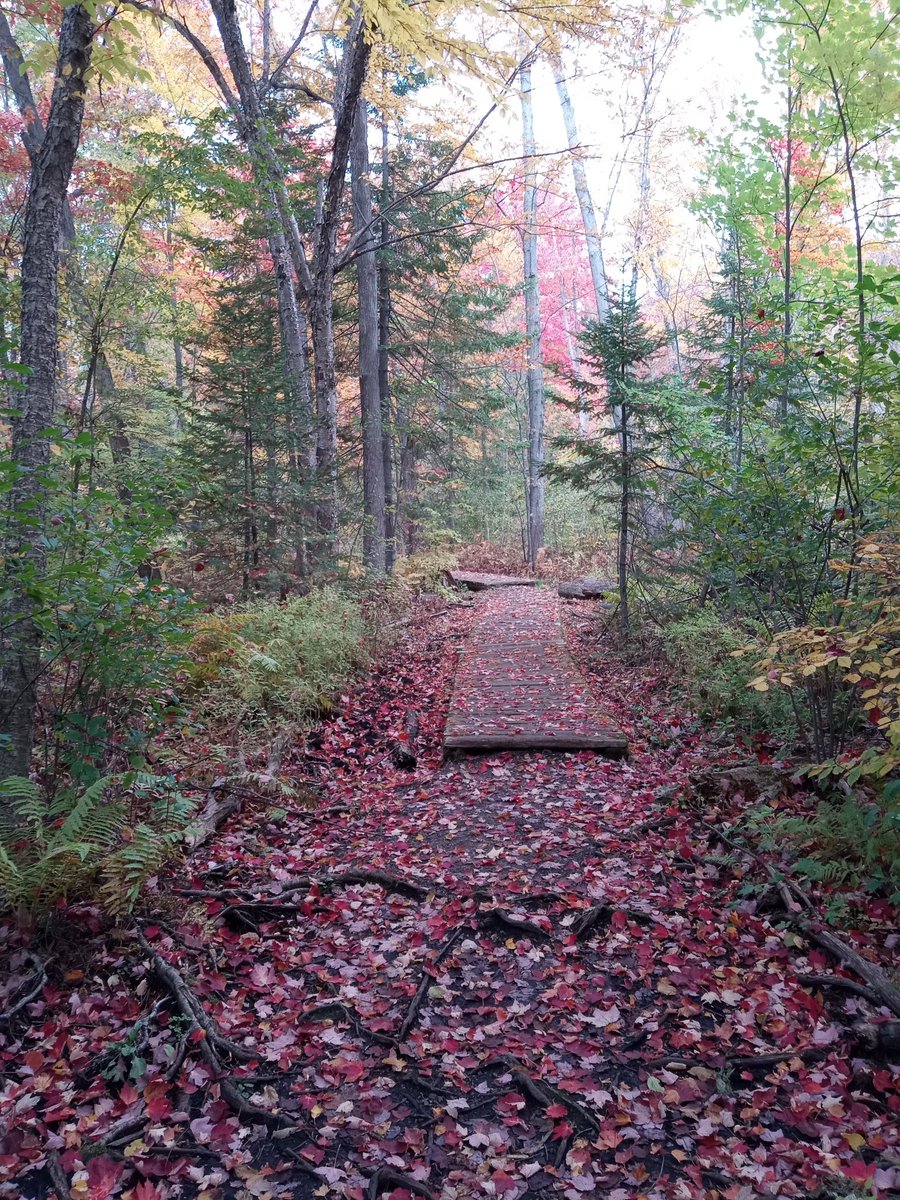 Christopherdrh's tweet photo. The #leaves! #Ottawa https://t.co/BDhPzQ6jCT