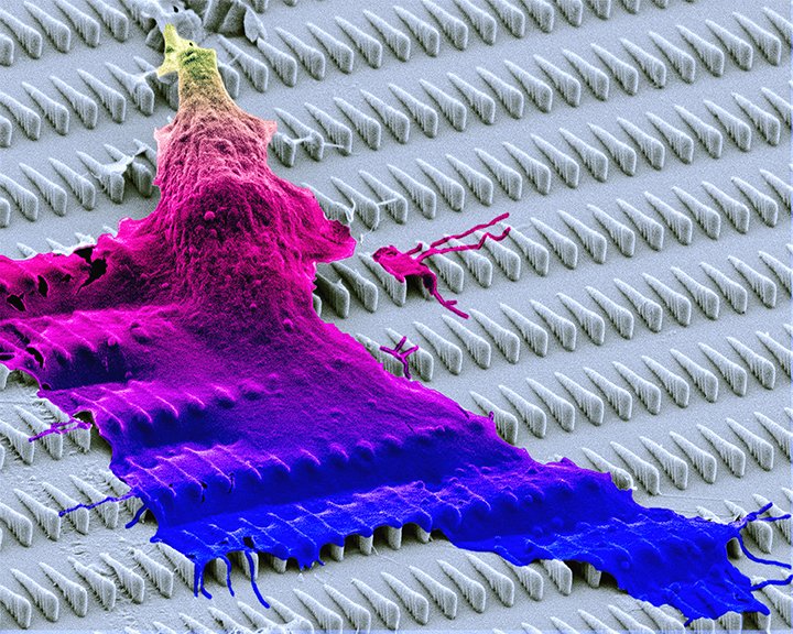 October is #BreastCancerAwarenessMonth! "Cell Waterfall” is from a study to understand how to inhibit metastatic response in breast cancer cells. More info bioartography.com/products/cell-…, full collection bioartography.com 
#bioart #sciart #supportscience #microscopy #stem #steam