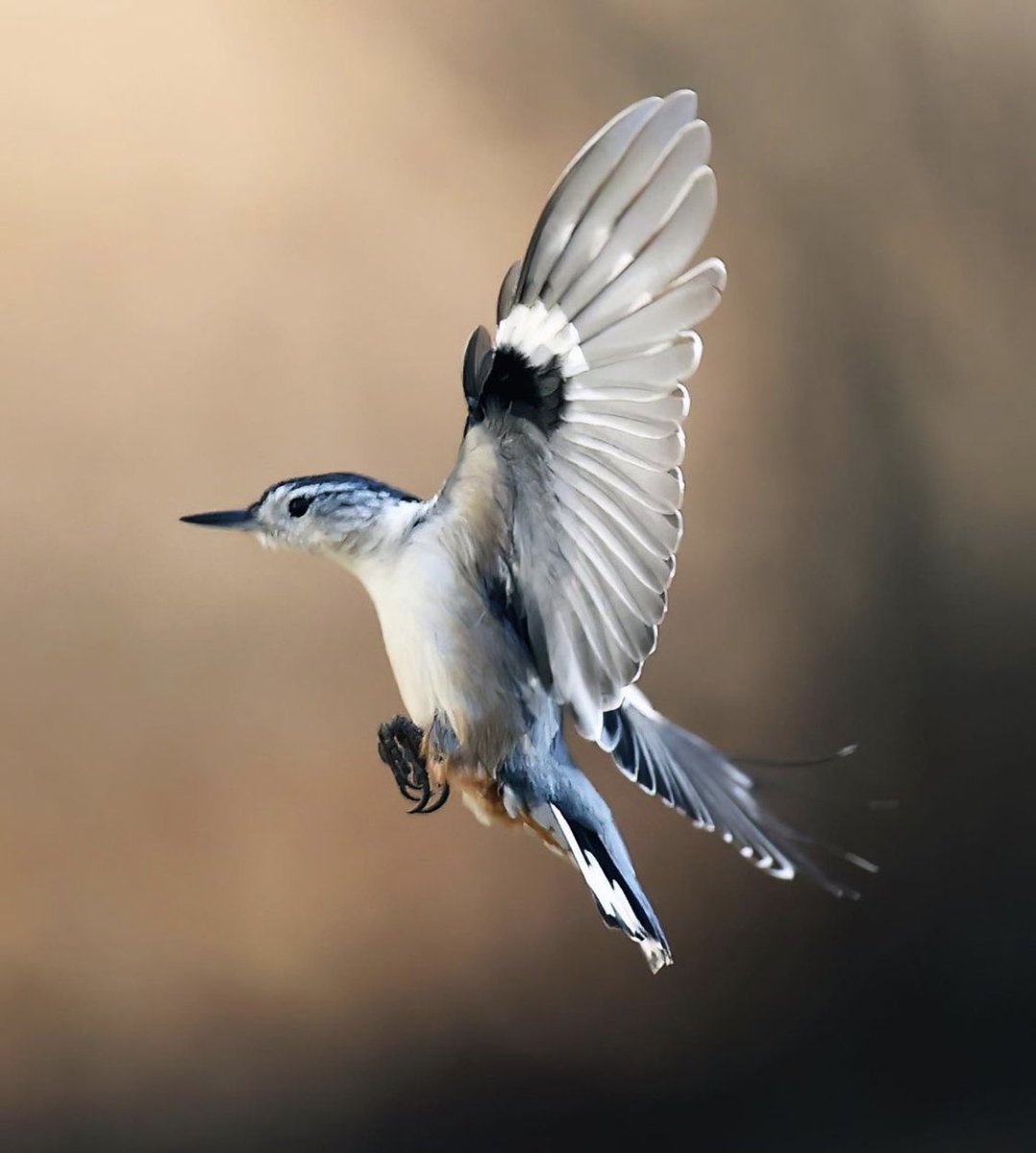 Embracethnature's tweet photo. 😍😍 #NaturePhotography
#naturelovers
#NatureBeauty #BBCWildlifePOTD
#ThePhotoHour
#birdphotography #birdwatching #birds
#photography
#TwitterNatureCommunity #IndiAves
#BirdsSeenln2022 https://t.co/5taZoc8mh8