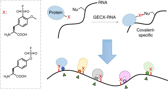 Our latest #research with <a href="/YinShenLab/">Yin Shen</a> on creating covalent linkages between proteins and RNAs, published with <a href="/SpringerNature/">Springer Nature</a> in [<a href="/NatureChemistry/">Nature Chemistry</a>], allowing one to irreversibly lock proteins with bound RNA in vivo for researching and engineering. rdcu.be/cW2bZ