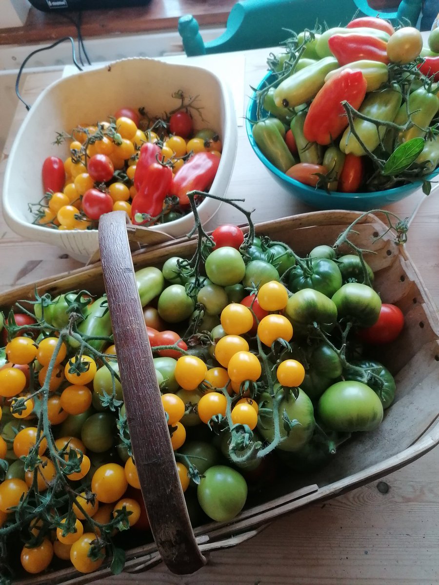 Last of the tomatoes from the polytunnel today, plants pulled up and composted. Now some processing to do with these babies.