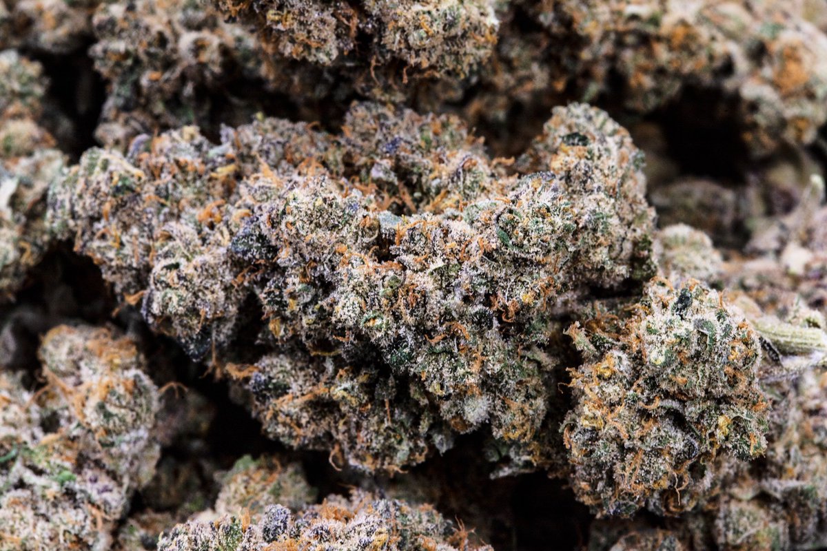 stardustboulder's tweet photo. Guinepz looking like straight ⛽️ We hope everyone is having a fantastic week! 🔥#StardustConcentrates 
• 
• 
•
•
#StardustConcentrates #Stardust #Boulder #Wax #macro #flavors #mountains #Colorado #sauce #terps #inthelab #fall #relaxing #relax #thursday 📸: @ThcSamuel https://t.co/O1SZ41ArZD