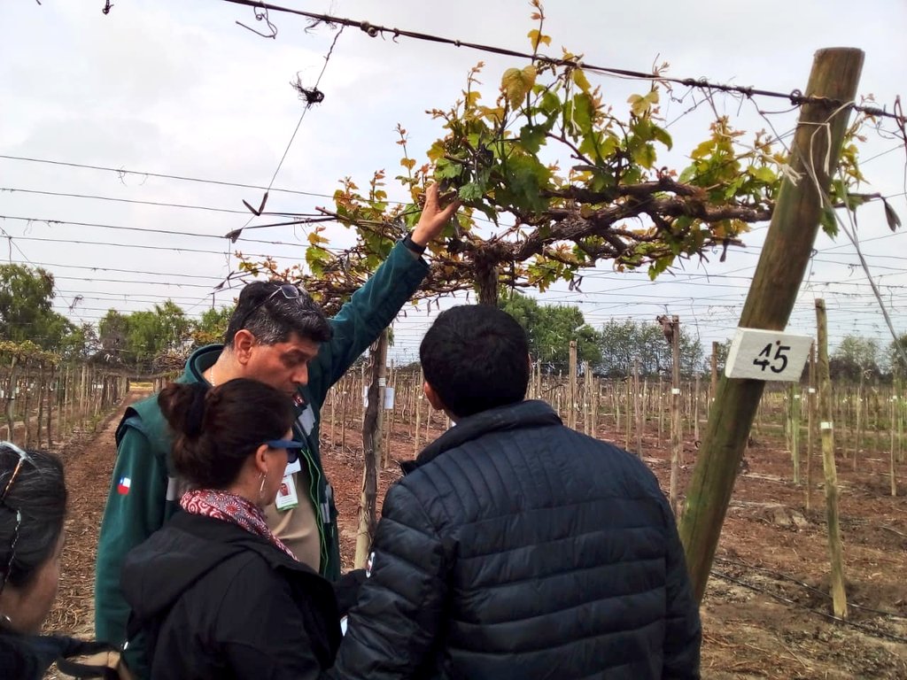 sagchile's tweet photo. En el marco del Apoyo Institucional y Técnico, delegaciones de Oficinas de Variedad Vegetal de España y de la UE 🇪🇺, participan en la exposición de funcionario/as de @sagchile #RM sobre evaluación de variedad de vid 🍇 en la comuna de #Paine https://t.co/HVhCFxnzbd