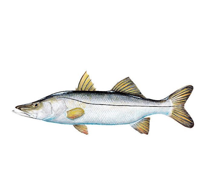 hi this account is all about inshore fishing and Snook bait i will be posting pictures and videos of snooks  #snookfishing #inshorefishing