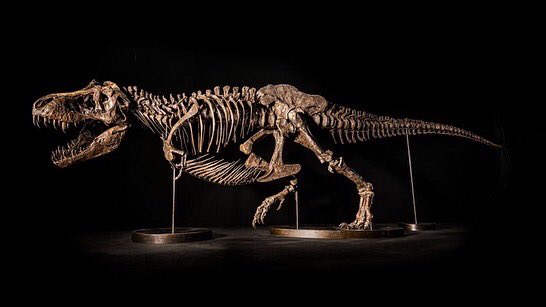 DrDinosaur2's tweet photo. Happy 117th Birthday T rex!!!
@Aaliyababi https://t.co/qLyKzJzpN6