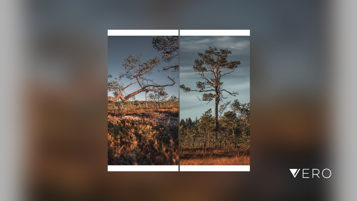 steriksson's tweet photo. Afternoon walk in Bredmossen nature reserve. ("mosse"=bog)
#Tree #Sky #Plant #Outdoors #Autumn #Nature #Landscape #Leaf #bog #photography #amateurphotography https://t.co/VKYBKQcLnq https://t.co/ZUTS93NQS8