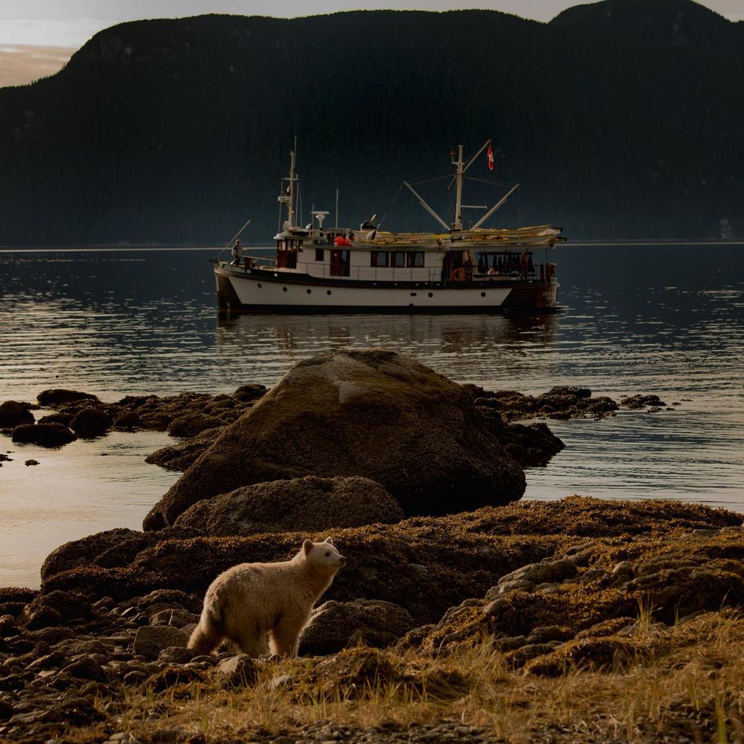 Spend your fall trip cruising and kayaking the Great Bear Rainforest onboard the Columbia III with Mothership Adventures.

📷: Mothership Adventures

#ExploreBC #WildernessTourismBC #ExploreWildBC