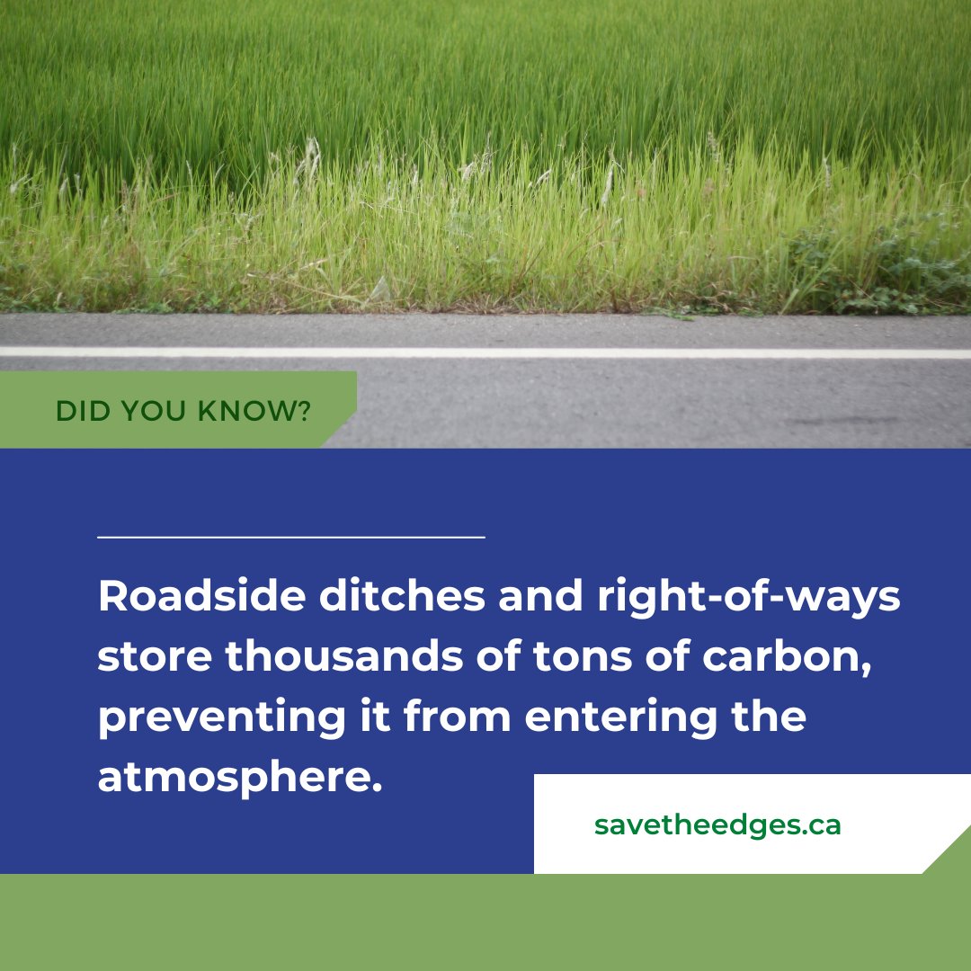 pfcalgary's tweet photo. DYK...Naturally-vegetated public roadside ditches and undeveloped right-of-ways store thousands of tons of carbon, preventing it from entering the atmosphere.
Learn more at https://t.co/lPZzAXAcJb
#savetheedges https://t.co/jdlBq06mvb