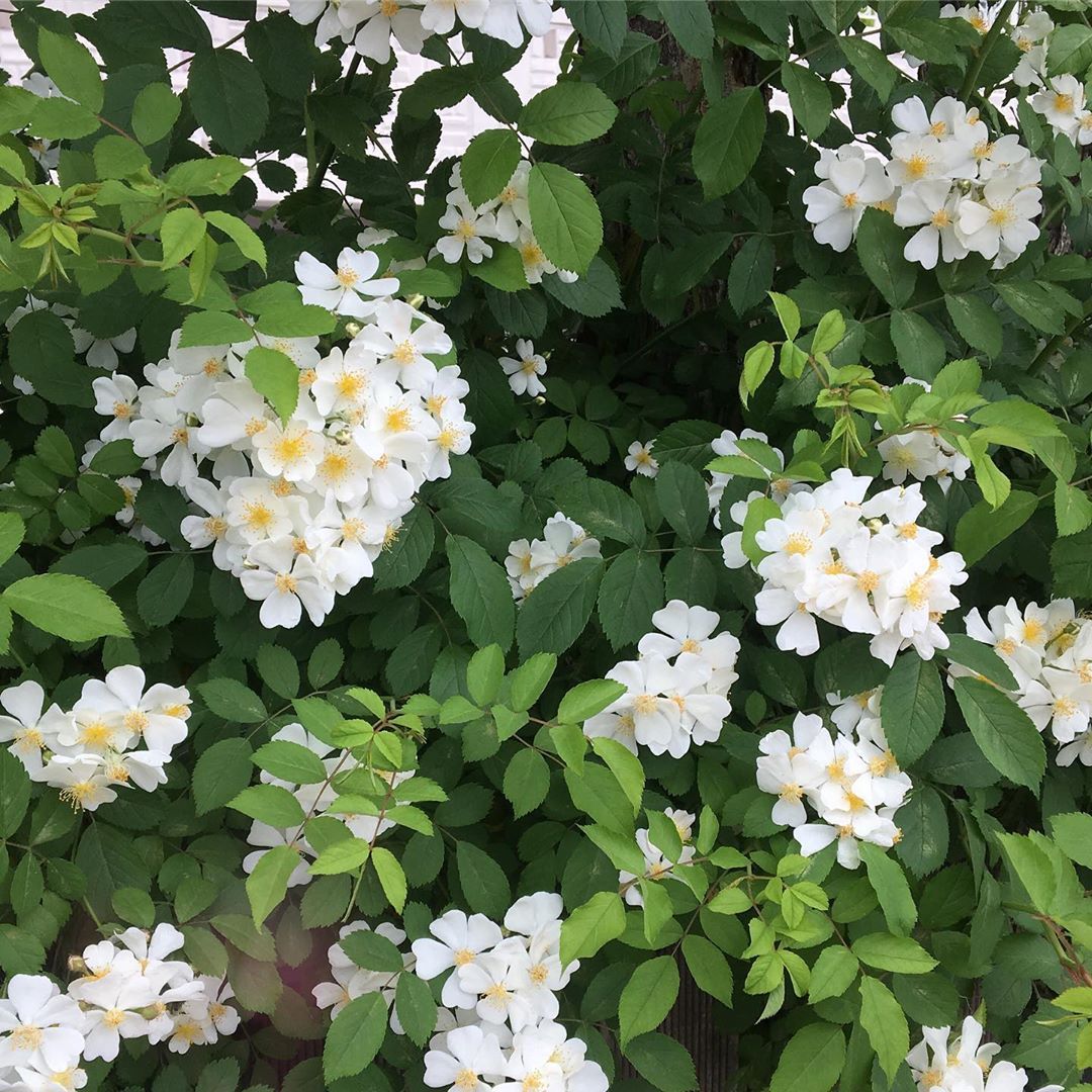 🌿🌼🧺 tweet media