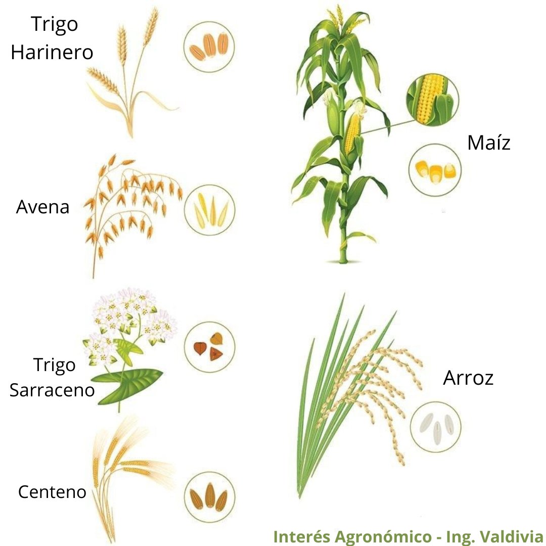 InteresAgro's tweet photo. Identifica algunas gramíneas de interés productivo 👨🏻‍🌾🌾🌽 https://t.co/yH75rCKqsQ