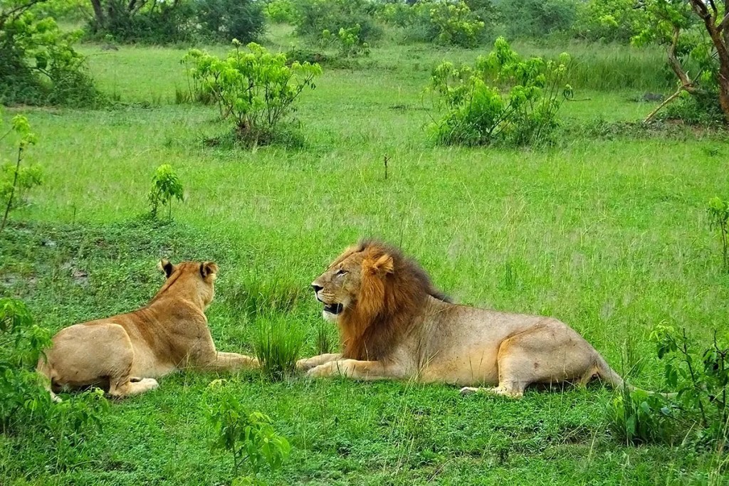 bashem_safaris's tweet photo. Exploiting the beauty of the wild, uniquely unveiling what lies beyond the skin.
#Bashemsafaristourandtravel 
#travel #trending https://t.co/5jwkqmrPbo