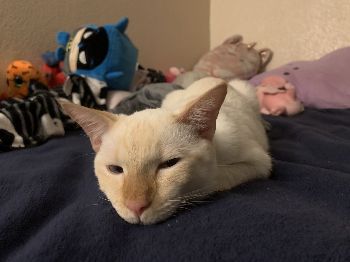 DeadLee_15's tweet photo. Little baby king 🥰 #CatsofTwittter #twitchcat #gamingcat #KingGarbage https://t.co/taizeC3nBm