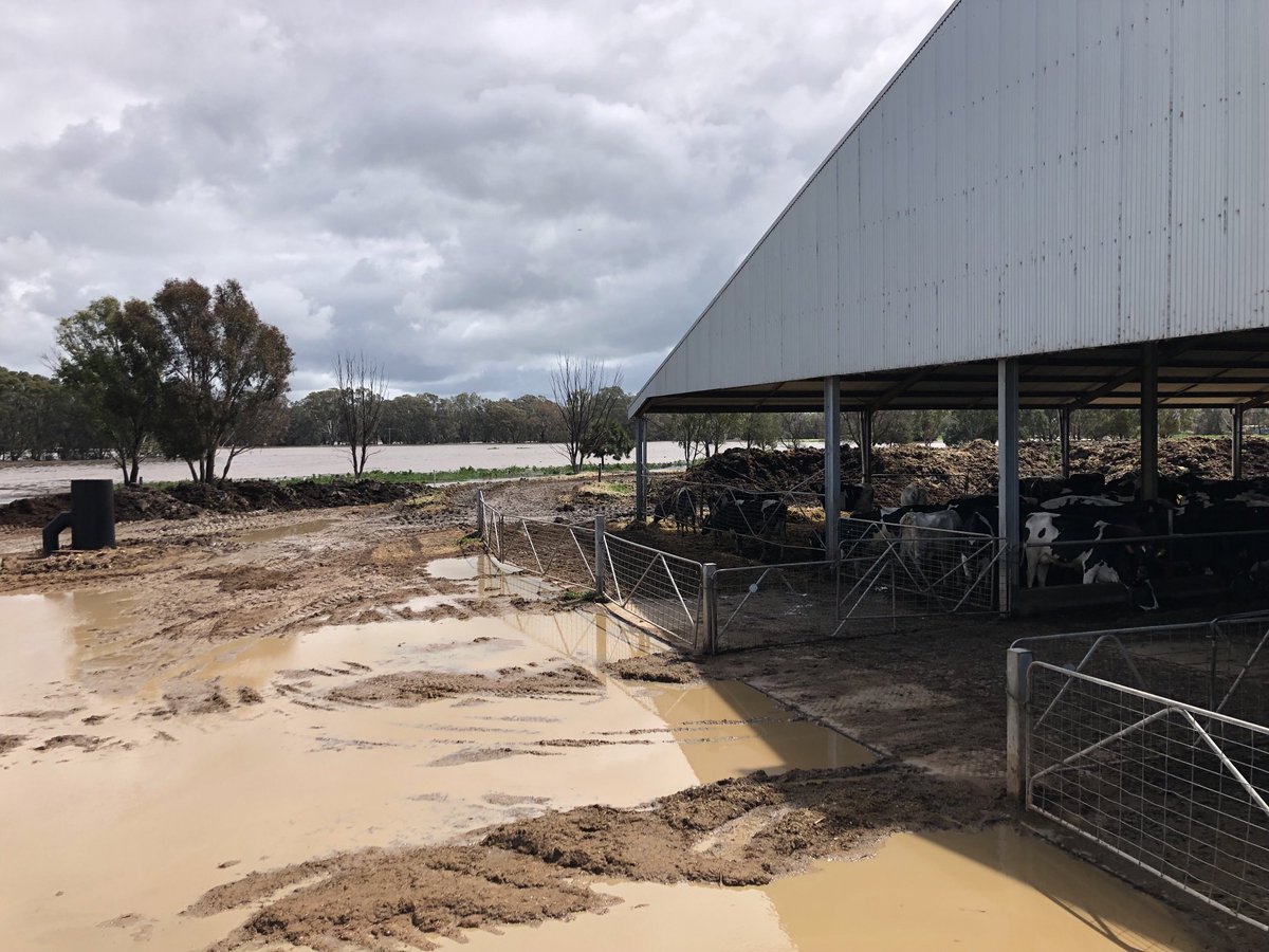 tom acocks tweet media