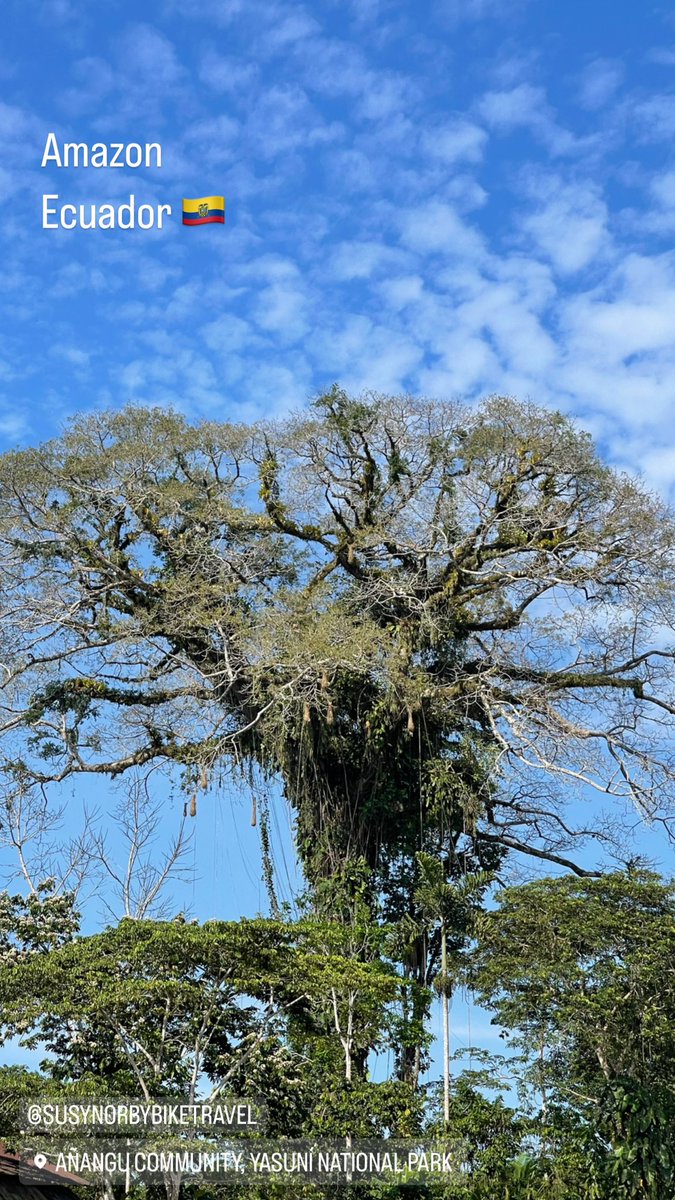 Amazonía Ecuador  🇪🇨 
Texturas, colores, formas, tamaños y detalles de bosques tropicales nativos 

No mijos, repitan conmigo: eucaliptos y pinos NO son nativos de nuestras latitudes! 😅

#bosquestropicales #nativeforests 
#AmazonianEcuador