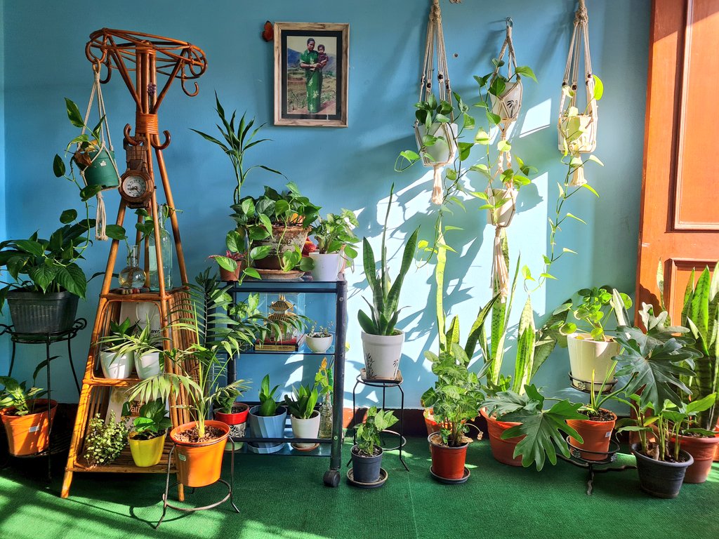 poornimashresth's tweet photo. Plants lover   ❤️🌱 https://t.co/waiw09fKAM