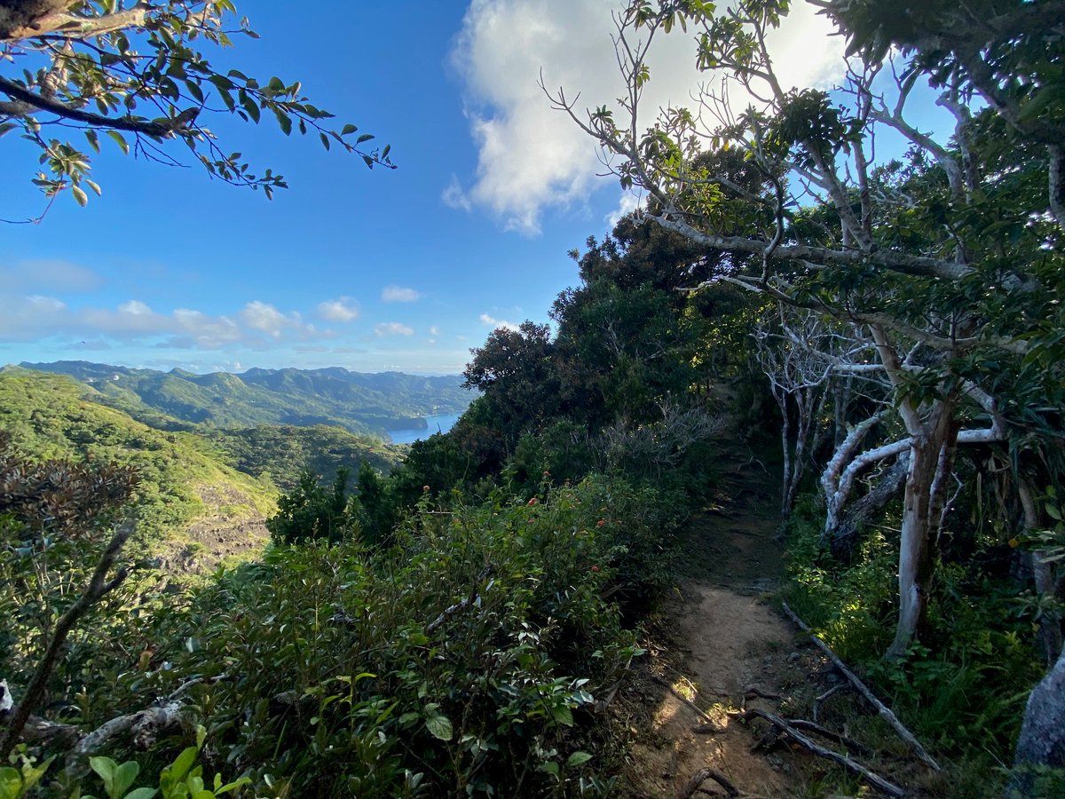 ogasawarashicho's tweet photo. 【自然情報】最近の小笠原は涼しくなってきて、登山客も増えてきたよ。小笠原の山登りのいいところは、海を感じながら山を歩けること！絶景の中、固有種がたくさん生息する小笠原で山登りも楽しもうヽ(･∀･)ﾉ ♪<父島レンジャー>
#小笠原 #都レンジャー #絶景　#旭山　#山登り　#秋 https://t.co/kOiG8VJR3m