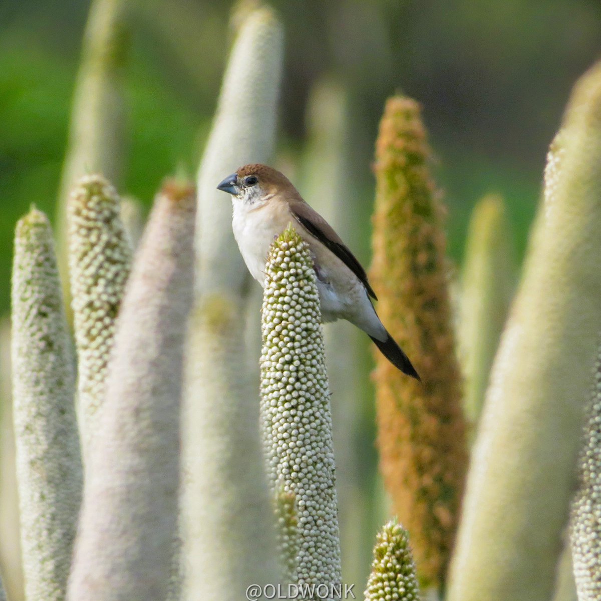 Don't know why this Indian Silverbill didn't make it to the #BajreDaSitta🌾thread earlier. But thanks to the #BirdsinFields theme, this one gets to liven up your timeline today ♥️

#IndiAves #BirdsSeenIn2022 #BirdTwitter #BBCWildlifePOTD #Framed #ThePhotoHour