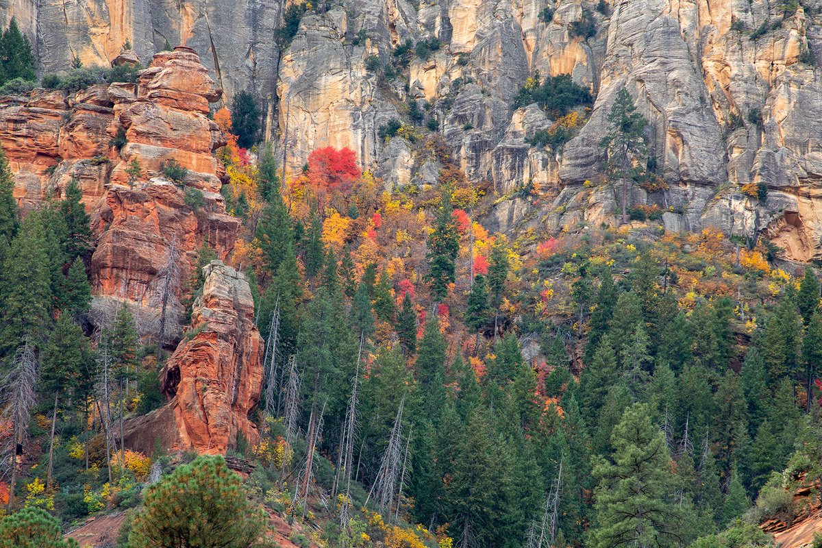 AZStateParks's tweet photo. It's time to chase those fall colors! 🍂 Check out these four scenic state parks to take in the perfect weather and bright fall leaves: https://t.co/Arih2naNgl https://t.co/G95psQsbK7