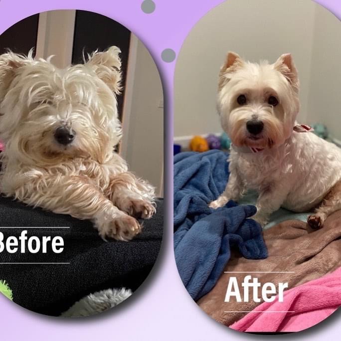 SeeffLoulou's tweet image. You too Pete. Vic has had🔥floods &amp;amp; still🦠Thank you for being our constant go to #news anchor during these🤯times.
 ⬇️ Our🐶mintie our fulltime therapist💜Before pic during #melbournelockdown when she couldn’t get a haircut 👈