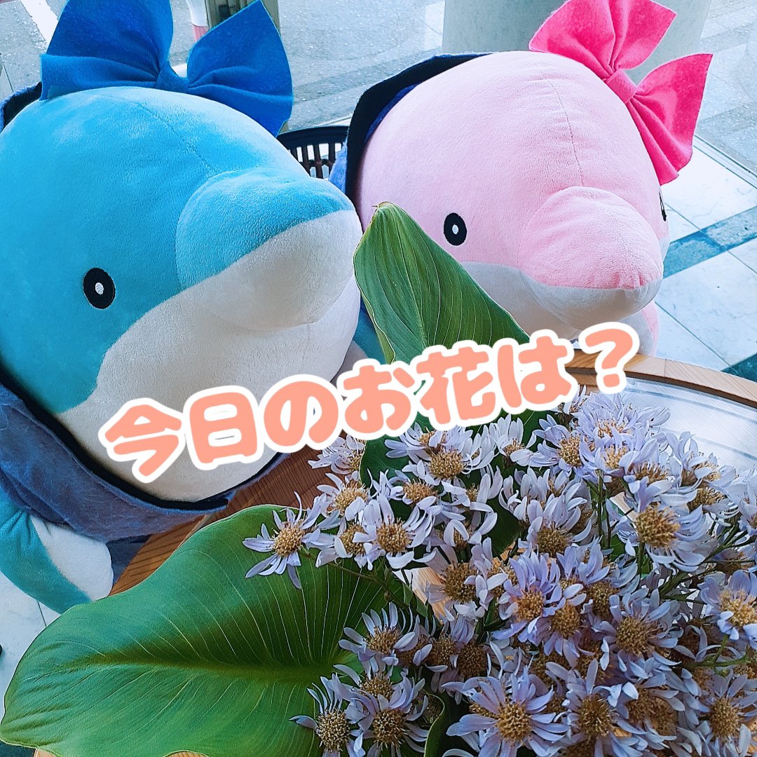 Paradiso_nato's tweet photo. TAA🫧さん KOH🎀さん✨
今日は綺麗な薄紫の花💜
和名は #シオン
学名は #Astertataricus
シオンはキク科のお花だから🤔
今日はふたりとも大正解⭕️💯
#パラディソ #名取市田高字原
#イルカ育成 #アイドル店員
#TAAとKOH #花のある生活 https://t.co/0rBUFWTwmp