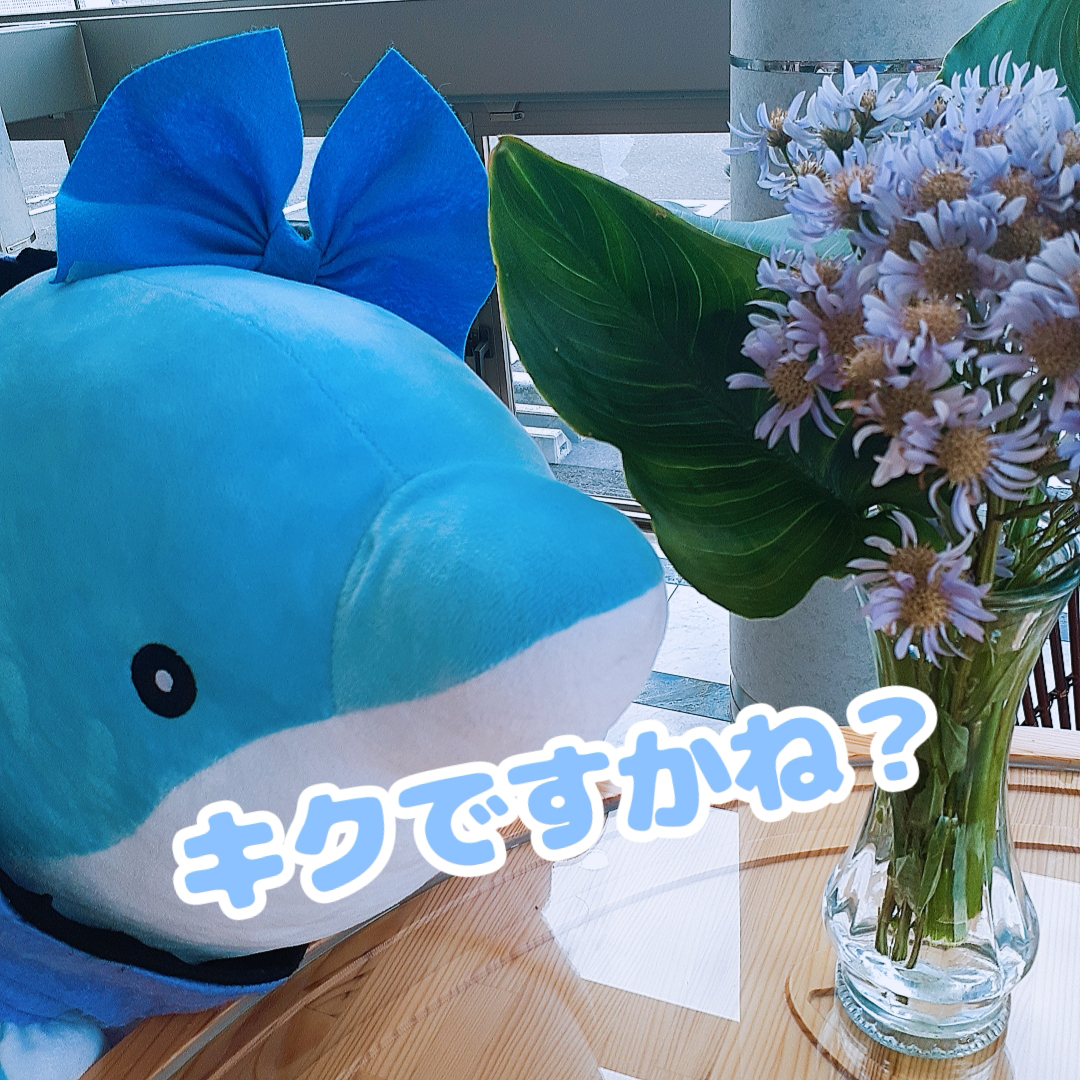 Paradiso_nato's tweet photo. TAA🫧さん KOH🎀さん✨
今日は綺麗な薄紫の花💜
和名は #シオン
学名は #Astertataricus
シオンはキク科のお花だから🤔
今日はふたりとも大正解⭕️💯
#パラディソ #名取市田高字原
#イルカ育成 #アイドル店員
#TAAとKOH #花のある生活 https://t.co/0rBUFWTwmp