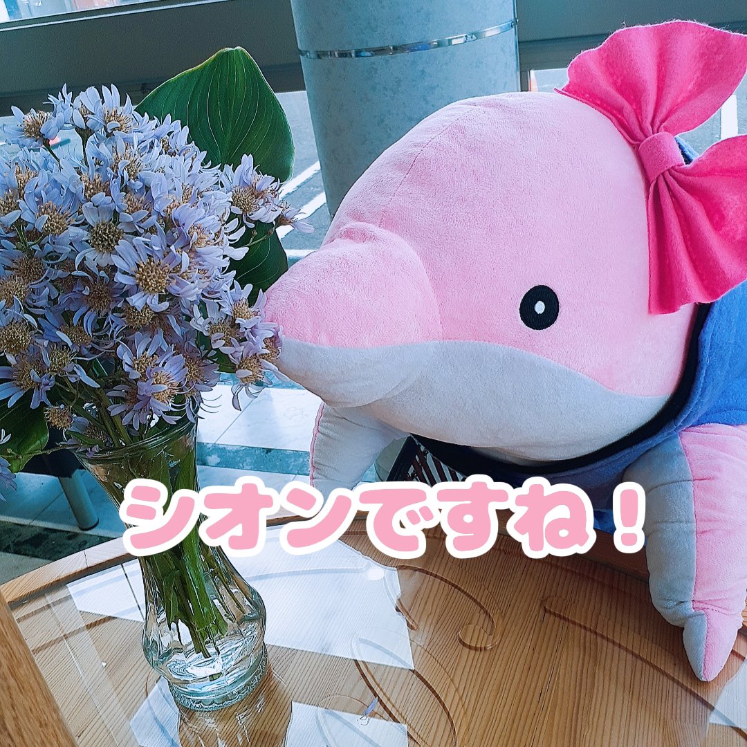 Paradiso_nato's tweet photo. TAA🫧さん KOH🎀さん✨
今日は綺麗な薄紫の花💜
和名は #シオン
学名は #Astertataricus
シオンはキク科のお花だから🤔
今日はふたりとも大正解⭕️💯
#パラディソ #名取市田高字原
#イルカ育成 #アイドル店員
#TAAとKOH #花のある生活 https://t.co/0rBUFWTwmp