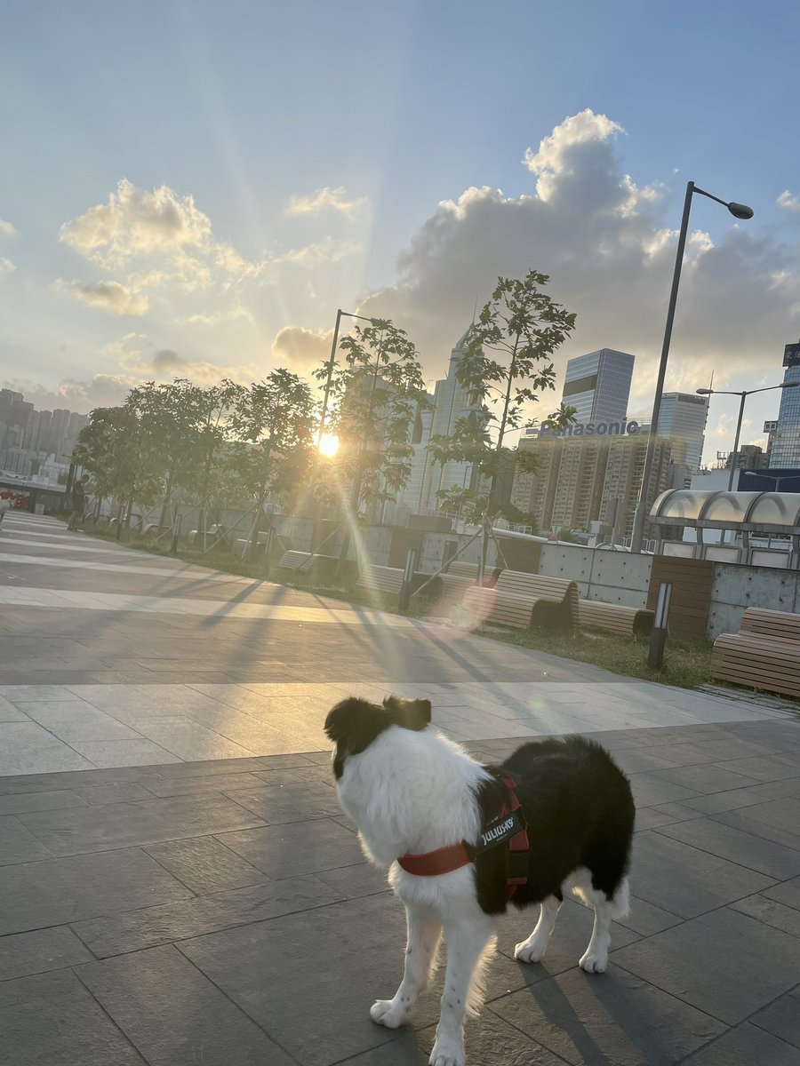 おはようございます
ルミコ地方今日も涼しくて過ごしやすそうです
#dogsoftwitter #twitterdogcommunity #dog #bordercollie #犬のいる生活