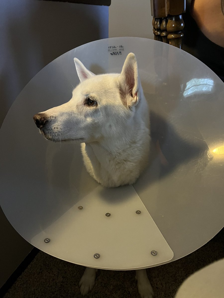 Asand101423's tweet photo. Moon is not happy about this cone but he loves that he could have it off when he laid next to mom to sleep. #MoonMoon #Husky #HeHatesTheCone #PoorBuddy https://t.co/YgIGw7wXou