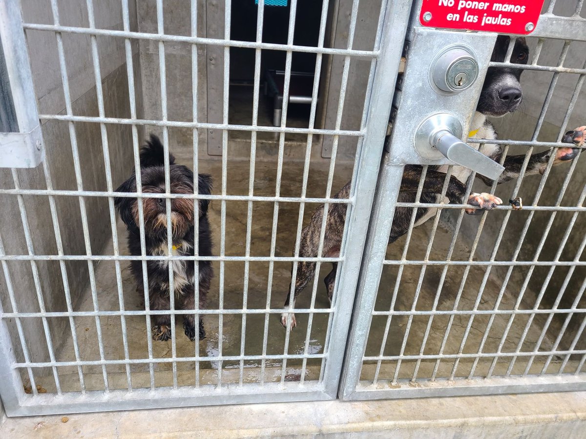 kennethmejiaLA's tweet photo. Finished another shift of shelter support at LA animal shelter. I cleaned up play yards &amp; gave treats to dogs. I was the only volunteer at the time and not that many staff. The shelter conditions are still so sad.

If you want to adopt these little fur babies, please let me know. https://t.co/rDusq1Hjpp