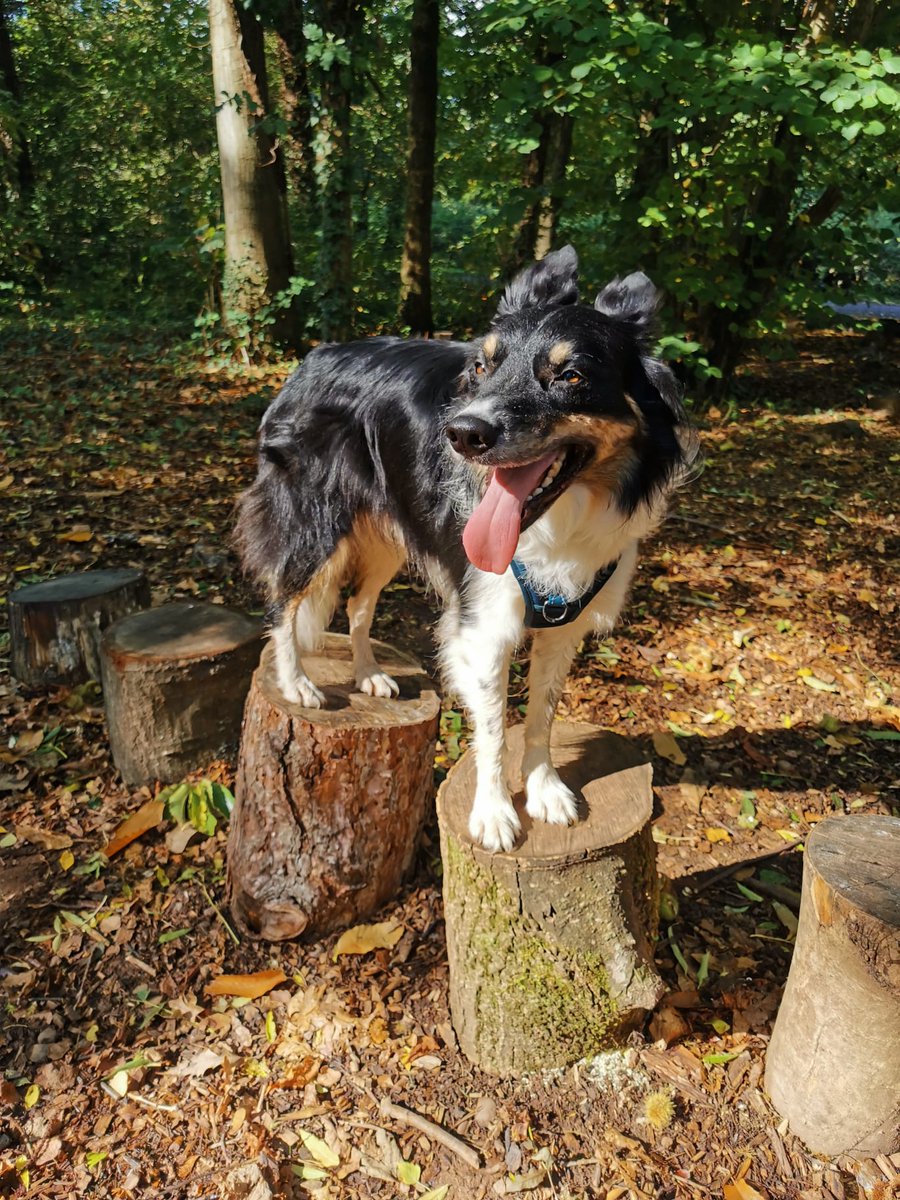 misfit_marley's tweet photo. Glossy floofs...check ✔️
Tongue out ...check ✔️
Stood on multiple logs...check ✔️
Posing like a boss ....obvs 😎
#DogsOnTwitter #DogsofTwittter #dogstyle #cardiff #cardiffdogs #kelpiecollie #misfitmarley #dogonalog #welshdog https://t.co/ZbuWHwkAz3
