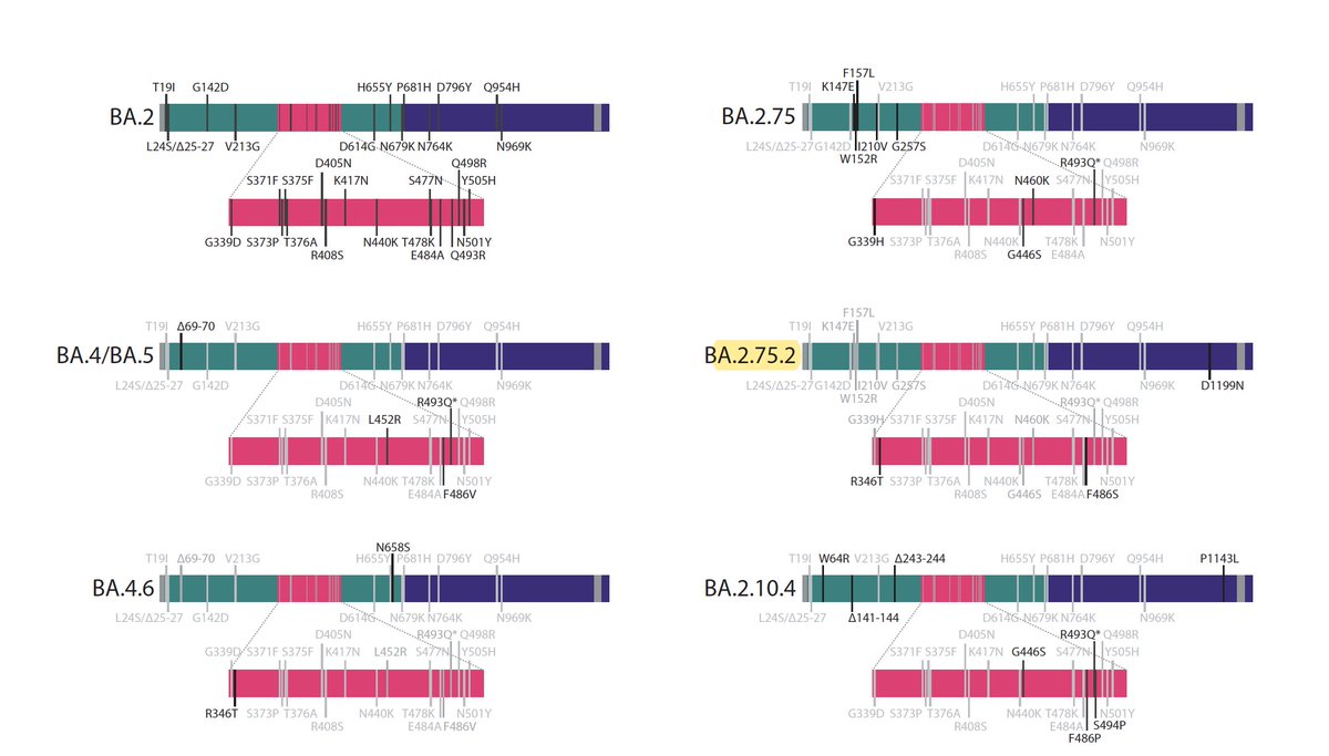Characterization of the BA.2.75.2 variant, with "profound immune escape," resistance to Evusheld and Sotrovimab monoclonal antibodies (<-none left w/ efficacy), and significant growth advantage in the US
thelancet.com/journals/lanin… <a href="/BenjMurrell/">Ben Murrell</a> <a href="/DannySheward/">Daniel Sheward</a> <a href="/PeacockFlu/">Tom Peacock</a>