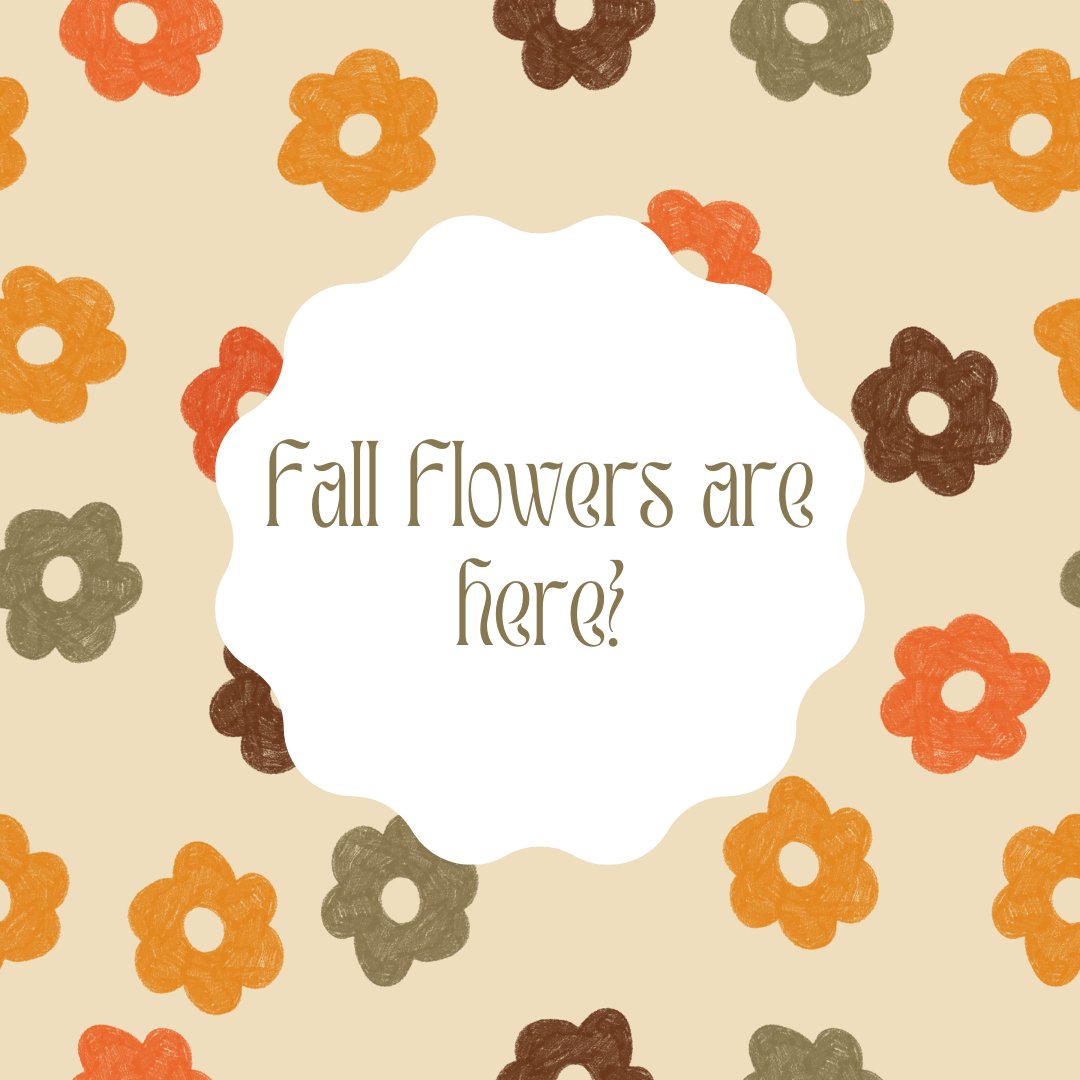 shellsfeed's tweet photo. I finally bought some mums today therefore it is officially Fall.  #shoplocal #hellofall https://t.co/jFUebOnET3