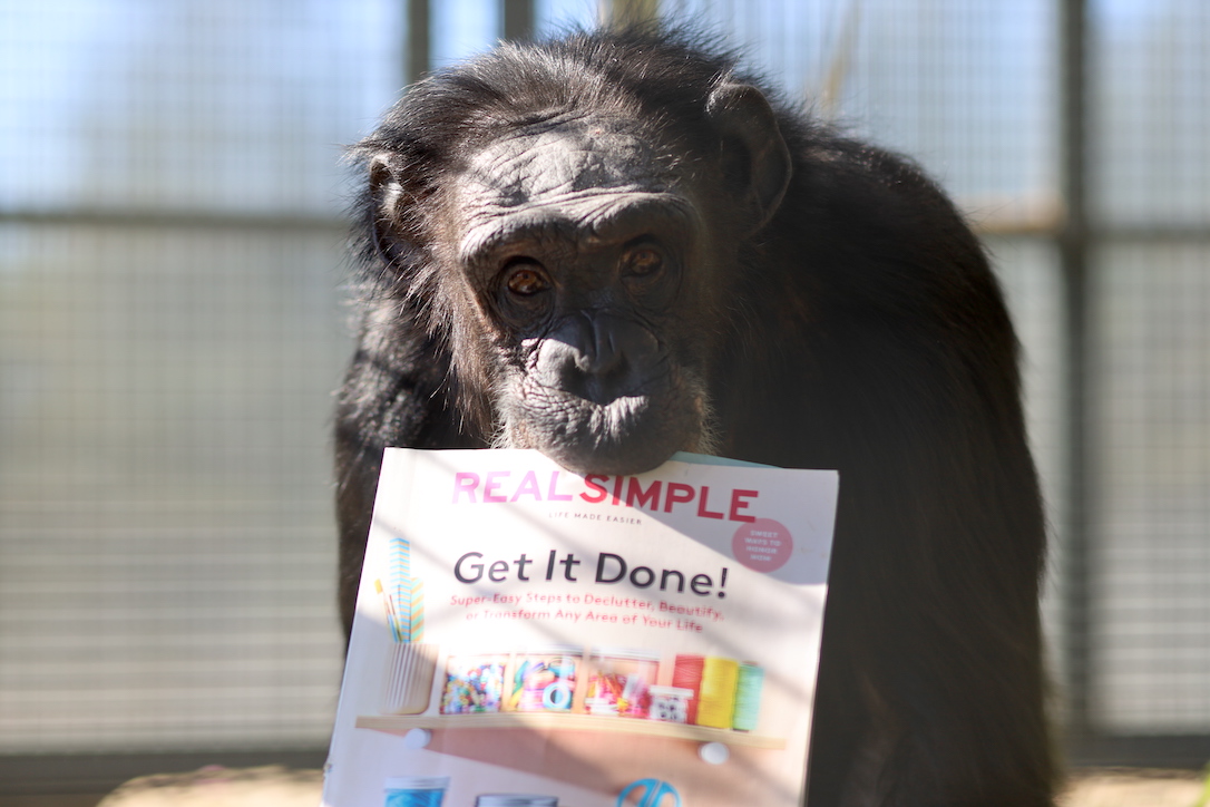 ChimpSanctuary's tweet photo. Friendly Forages - https://t.co/0jtfCmoAwM https://t.co/yohwpksh5V