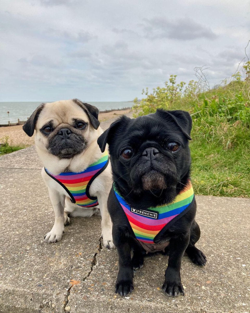 Is Tide Safe For Dogs