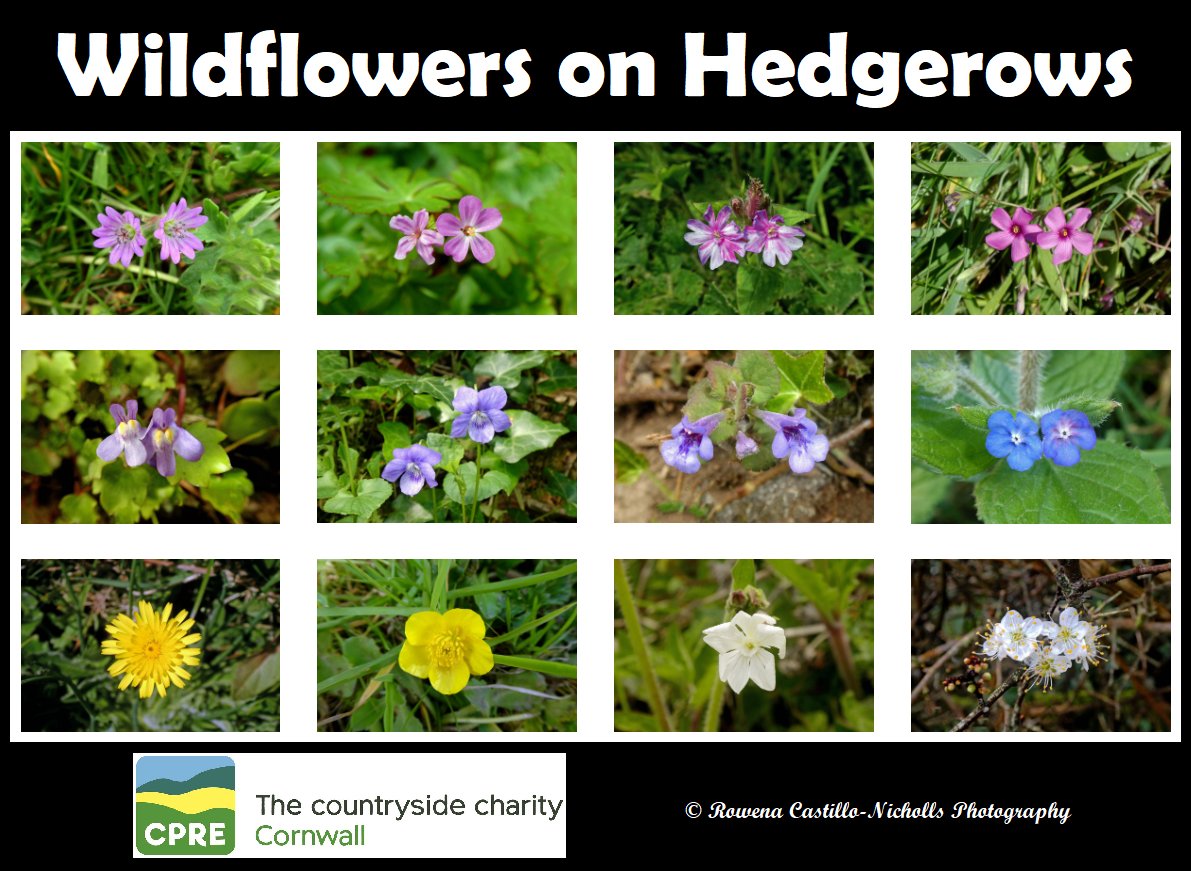 Wildflowers on Hedgerows. 🌸🌷🌺🌹🌼🌻

#Wildflowers #Flowers #NationalHedgerowWeek #40by50 #MoreHedges #HedgerowHeroes #HomeSweetHedgerow #CornwallCPRE #CPRECornwall #SaveOurCountryside #CornwallMatters #WildlifeMatters #Environment #Nature #Wildlife #Cornwall #Kernow #UK