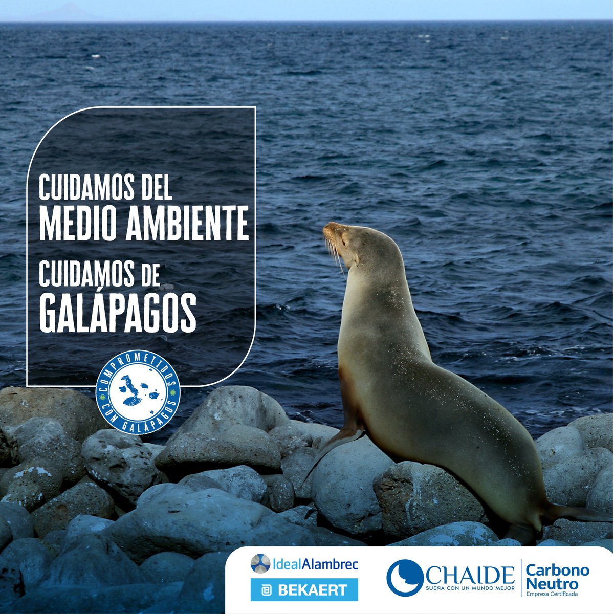 IdealAlambrecB's tweet photo. ¿Sabes qué sucede con los colchones usados en Galápagos? 🤔🐢
Conoce cómo Chaide e Ideal Alambrec Bekaert cambiaron esta realidad a través de su programa de co-procesamiento de colchones.💕🚢🛏️
Descubre más en👉
#Galápagos #Chaide #CuidadoAmbiental https://t.co/LCi5PEUYTi