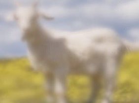 esuhornetsfb's tweet photo. 🐐 https://t.co/V1Q5q55SYp