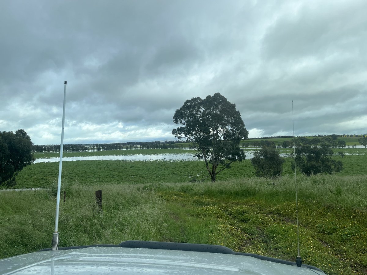 2Stacky's tweet image. Might not be cutting the vetch for a day or two