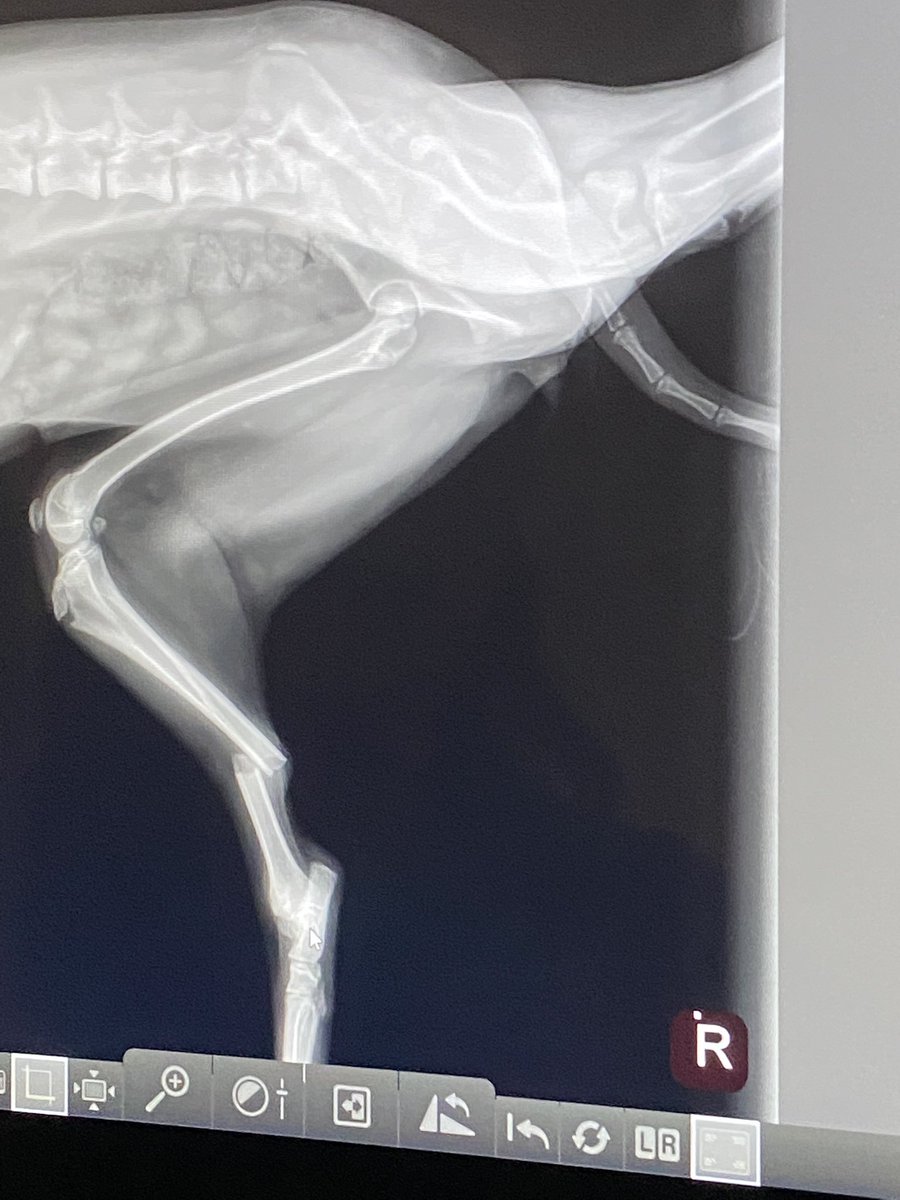DrKlintPeebles's tweet photo. Great example of what your dog’s X-ray should NOT look like 😢
Very long, stressful week but grateful sweet Mochi is home and recovering after a broken leg. 
Thanks to #VCAsouthpaws for their impeccable care as always. 
#xray #vettwitter #DogsofTwitter #Veterinarian #MedTwitter https://t.co/fAP2gyTv8H